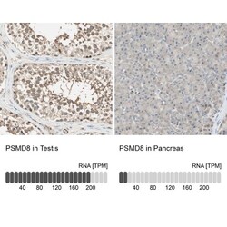 PSMD8 Antibody, Novus Biologicals 0.1mL; Unlabeled:Antibodies, Polyclonal